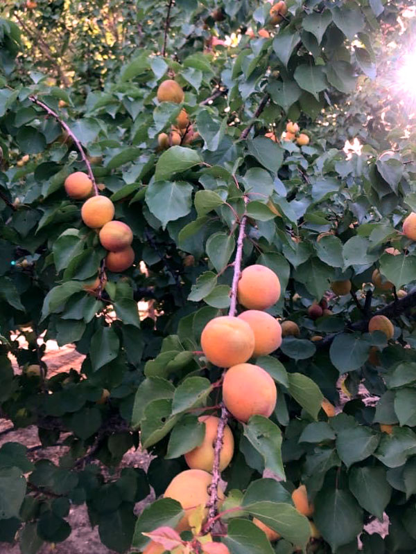 Peach Tree in Vineyard in Bakersfield
